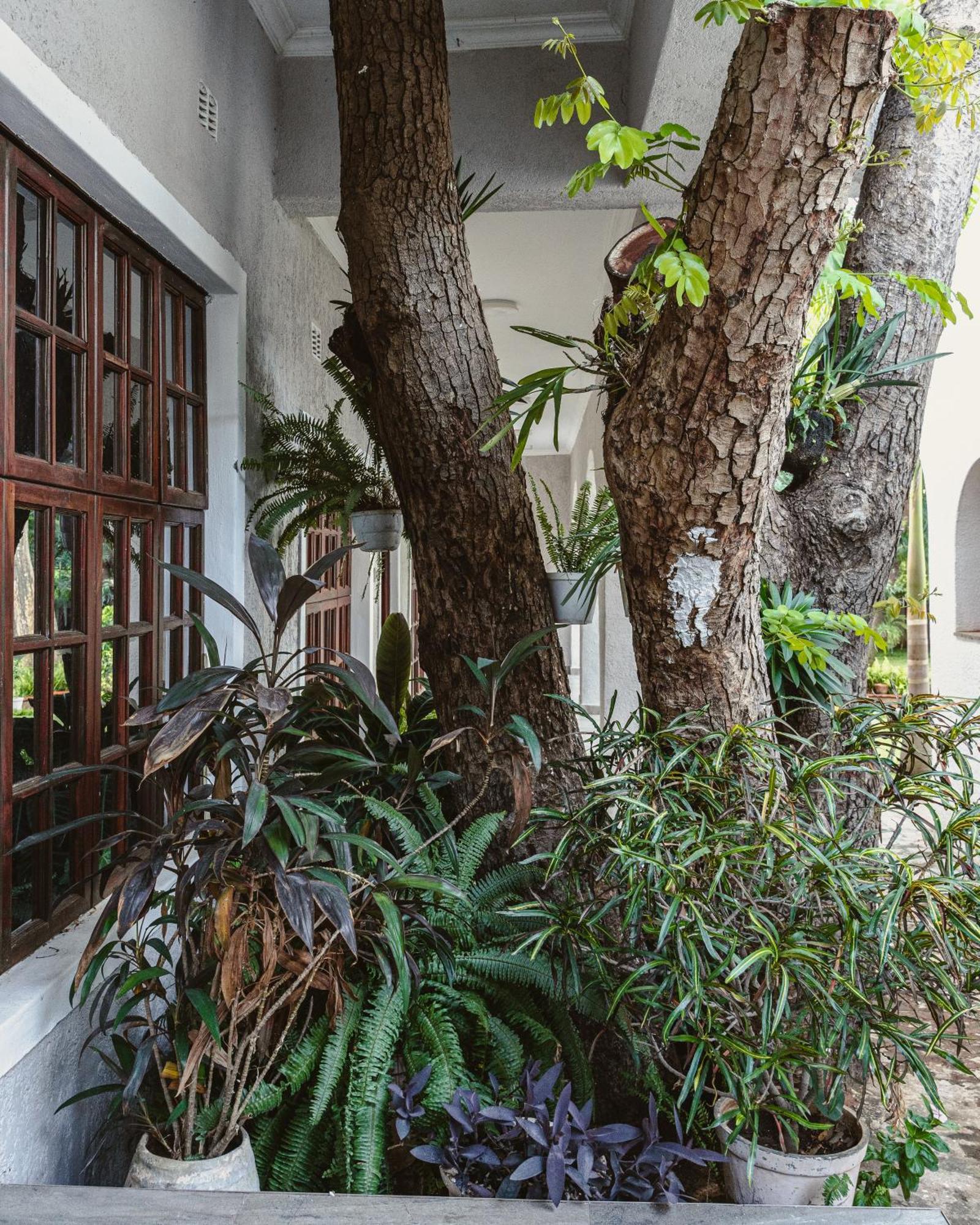 Jacaranda Lodge Victoria Falls Exterior foto